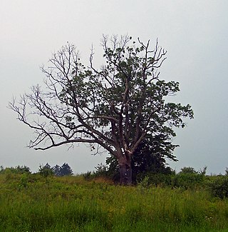 <span class="mw-page-title-main">The Devil's Tree</span> Oak in New Jersey, United States