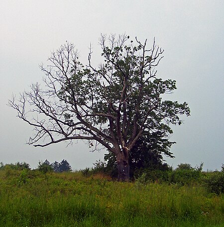 The Devil's Tree