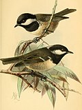 Thumbnail for 1888 in birding and ornithology