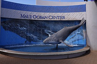 <span class="mw-page-title-main">Maui Ocean Center</span> Aquarium in Hawaii, United States
