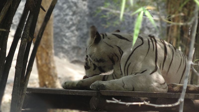 File:The white tiger, more closely.jpg