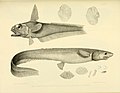 Thumbnail for File:The zoology of the voyage of the H.M.S. Erebus and Terror (10328133903).jpg