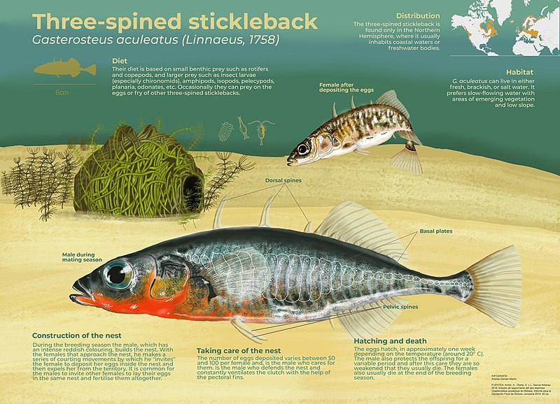 File:Three-spined stickleback.jpg