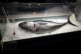 Thunfisch. Haus der Universität, Düsseldorf, 'Nacht der Wissenschaft', 2015-09-25, Nachhaltige Aquakultur des atlantischen Blauflossenthunfisches.jpg