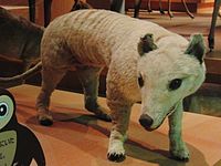 Thylacine Stuffed specimen