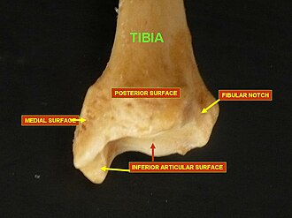 Lower extremity of right tibia seen from the back Tibia - inferior epiphysis (posterior view).jpg