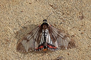 <i>Dysschema</i> Genus of moths