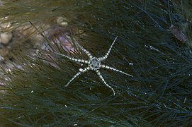 Ophiactis savignyi, Ophiactidae bat