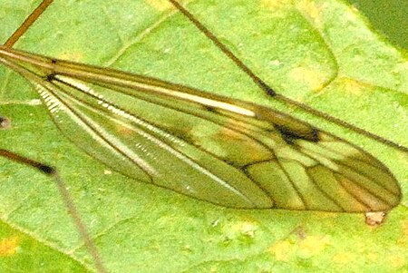 Tập_tin:Tipula.unca9.-.lindsey.jpg