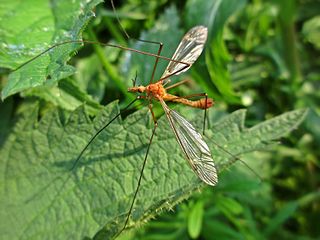 <i>Tipula lunata</i> Species of fly