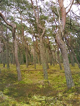 Tallplantering i Tisvilde Hegn