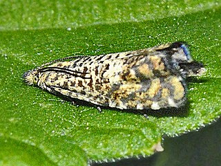 <i>Phiaris stibiana</i> Species of moth