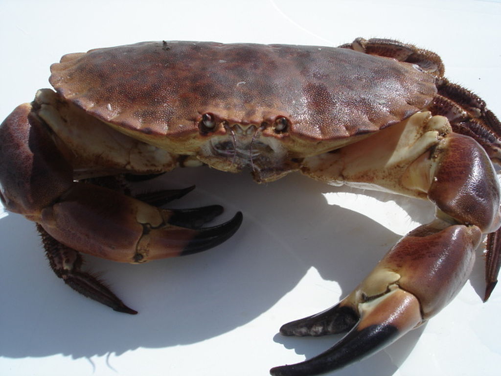 Le tourteau est un crabe, macrophage carnivore qui se nourrit de vers et de crevettes