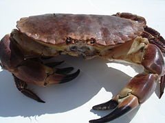Stratégie pour une gestion durable des espèces de crabes semi