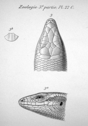 Descripción de la imagen de Trachylepis maculata head.png.
