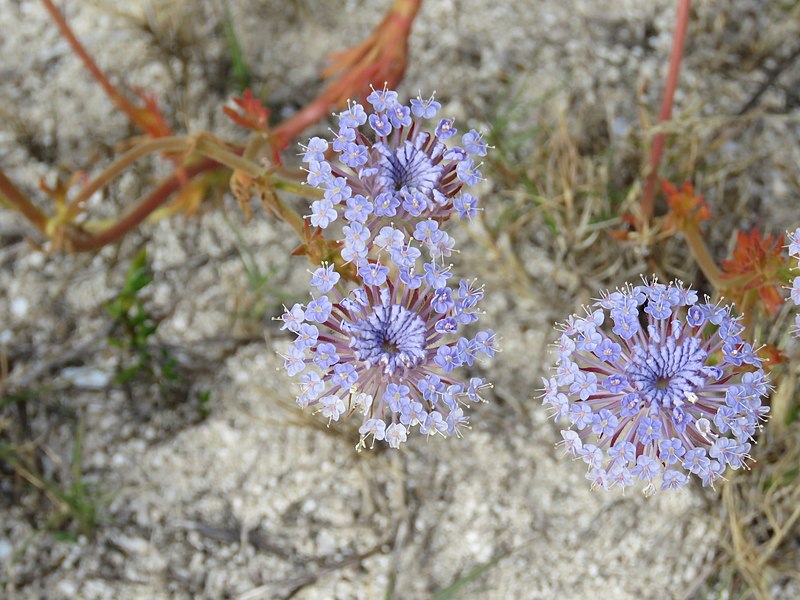 File:Trachymene coerulea at Lake Walyungup, Rockingham Lakes Regional Park, June 2022 07.jpg