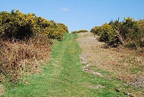 Knighton Heath in 2008. Track across Knighton Heath - geograph.org.uk - 763002.jpg