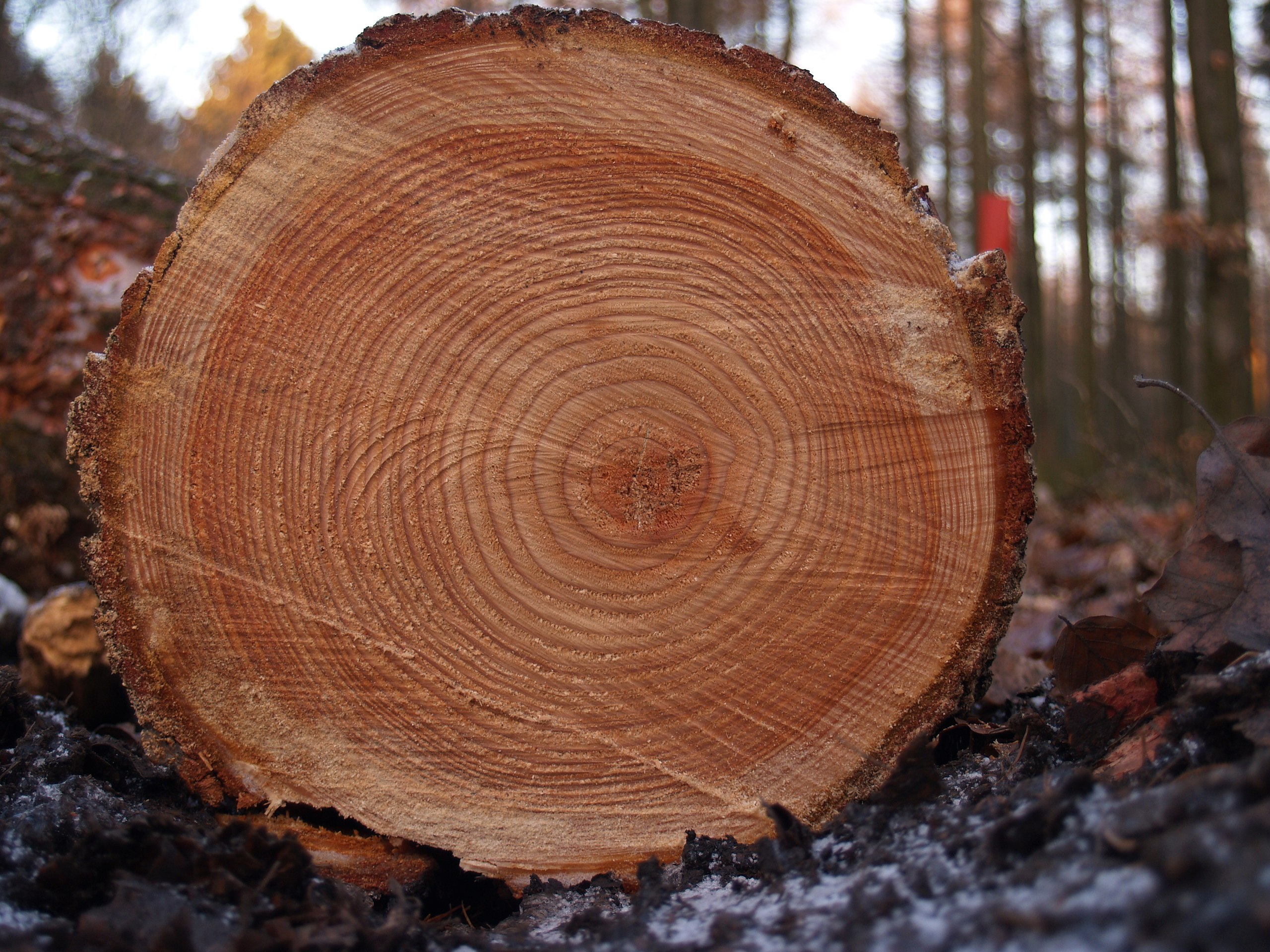 Sliced tree trunk rings natural organic brown HD texture background Highly  Detailed AI Generative 33849744 Stock Photo at Vecteezy