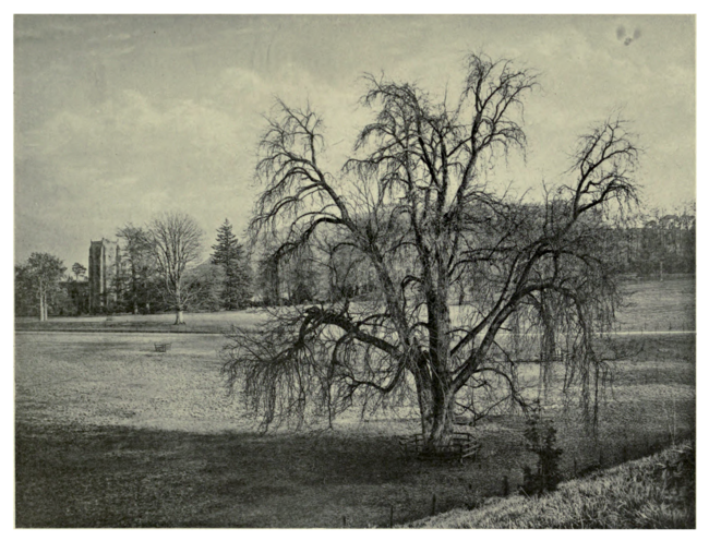 Plate 64: Weeping horse chestnut at Dunkeld