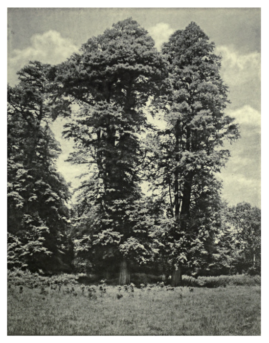 Plate 55: Decidious Cypress at Whitton
