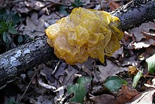 Raukšlinis žiūrytis (Tremella mesenterica)