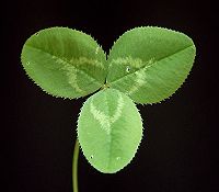 Leaf of white clover