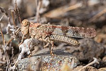 Trimerotropis pseudofasciata.jpg