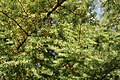 Foliage, PAN Botanical Garden in Warsaw