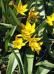 Tulipa urumiensis 080406.jpg