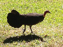 Australian brushturkeys are common in the rainforest and day use areas at Eungella National Park