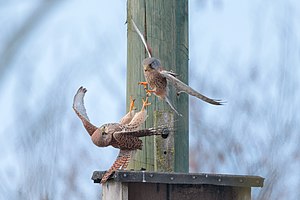 #6: Des faucons crécerelle – Attribution: Andreas Trepte, www.photo-natur.net (CC BY-SA 4.0)