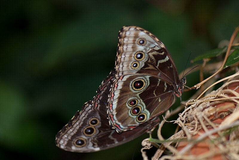 File:Two butterflies mating (5335830844).jpg