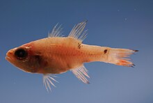 Twospot kardinalfish (Apogon pseudomaculatus) .jpg