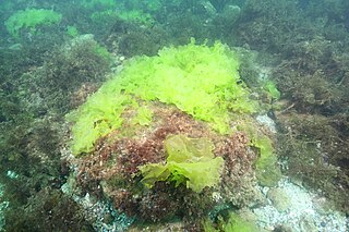 <i>Ulva rigida</i> Species of alga