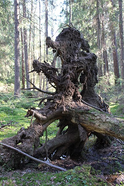 File:Uprooted tree 1, Vinterskogen.JPG