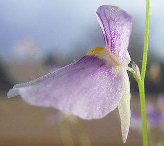 <i>Utricularia <span style="font-style:normal;">sect.</span> Aranella</i> Group of carnivorous plants