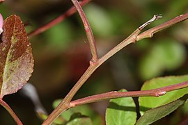 Vaccinium myrtillus