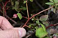 Vaccinium ovalifolium