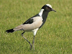 Gunlifter (Vanellus armatus) not far from the city of Walvis Bay, Namibia