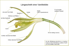 Vanilla planifolia Blütenanalyse