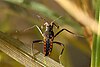 A long-legged insect resting on the water surface.