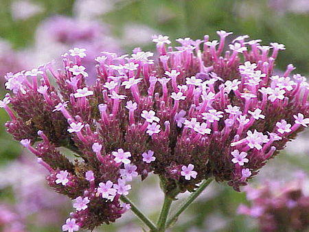 Tập_tin:Verbena_bonariensis1.jpg