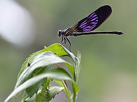 Vestalis luctuosa Odonata ( Calopterygidae )