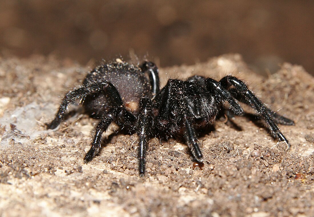 Australian funnel-web spider