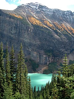 <span class="mw-page-title-main">Alberta Mountain forests</span> Temperate coniferous forests ecoregion of Alberta and British Columbia, Canada