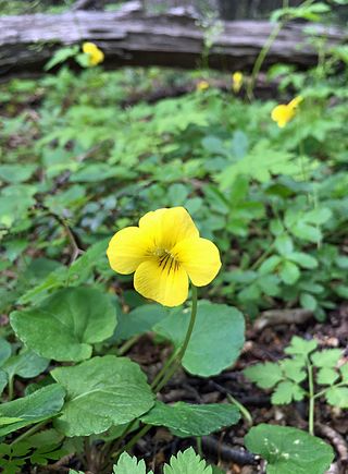 <i>Viola reichei</i> Species of flowering plant