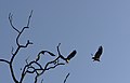 * Nomination Vultures in flight, Bandhavgarh, Madhya Pradesh, India. Yann 16:47, 14 January 2012 (UTC) * Decline I don't like the composition - too much empty sky top right. Also some CA. --Mattbuck 00:58, 18 January 2012 (UTC)