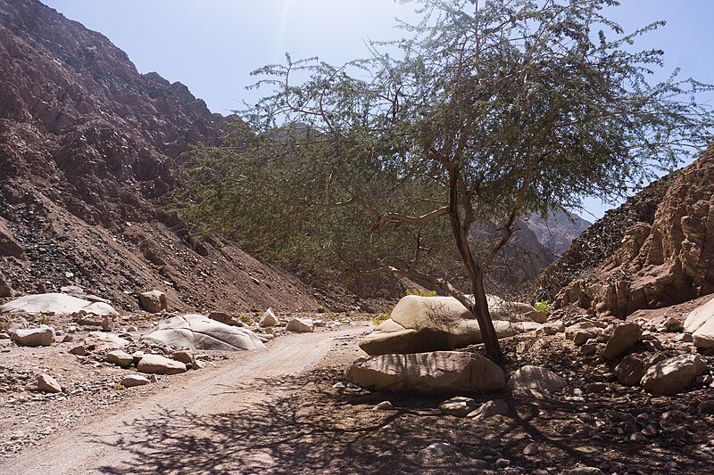 File:Wadi Gnai 2020-03-08-6.jpg