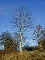 Jüngerer Walnussbaum im Winter