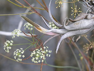 <i>Tiedemannia filiformis</i> Species of flowering plant